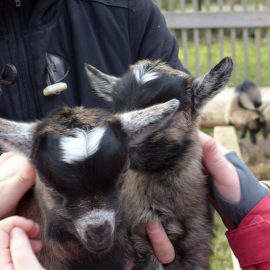 Die Klasse 1c bei den Ziegen Die Klasse 1c bei den Ziegen