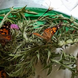 Von der Raupe zum Schmetterling – Klasse 2c Von der Raupe zum Schmetterling – Klasse 2c